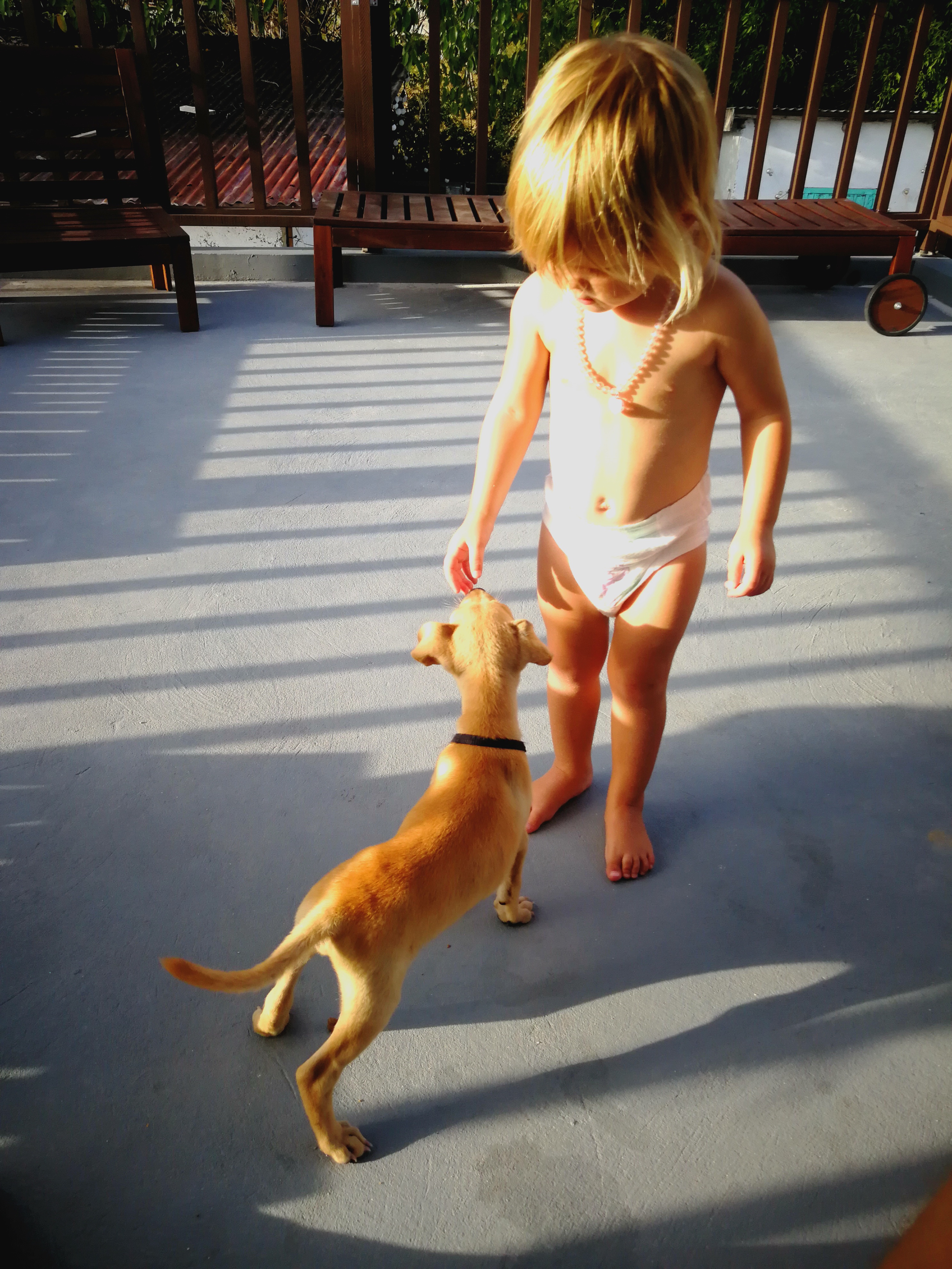Poor Puppy