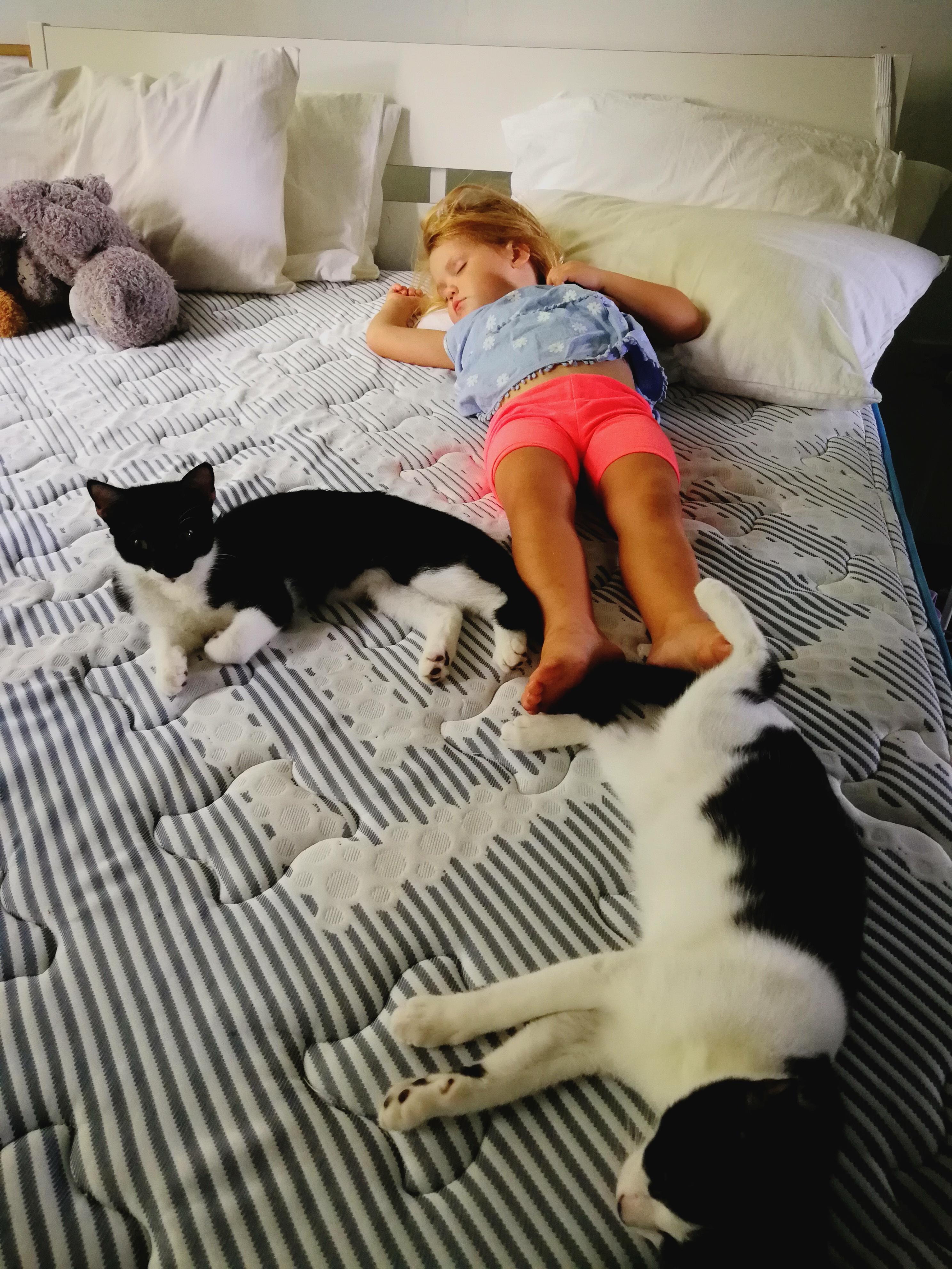 Cat Nap