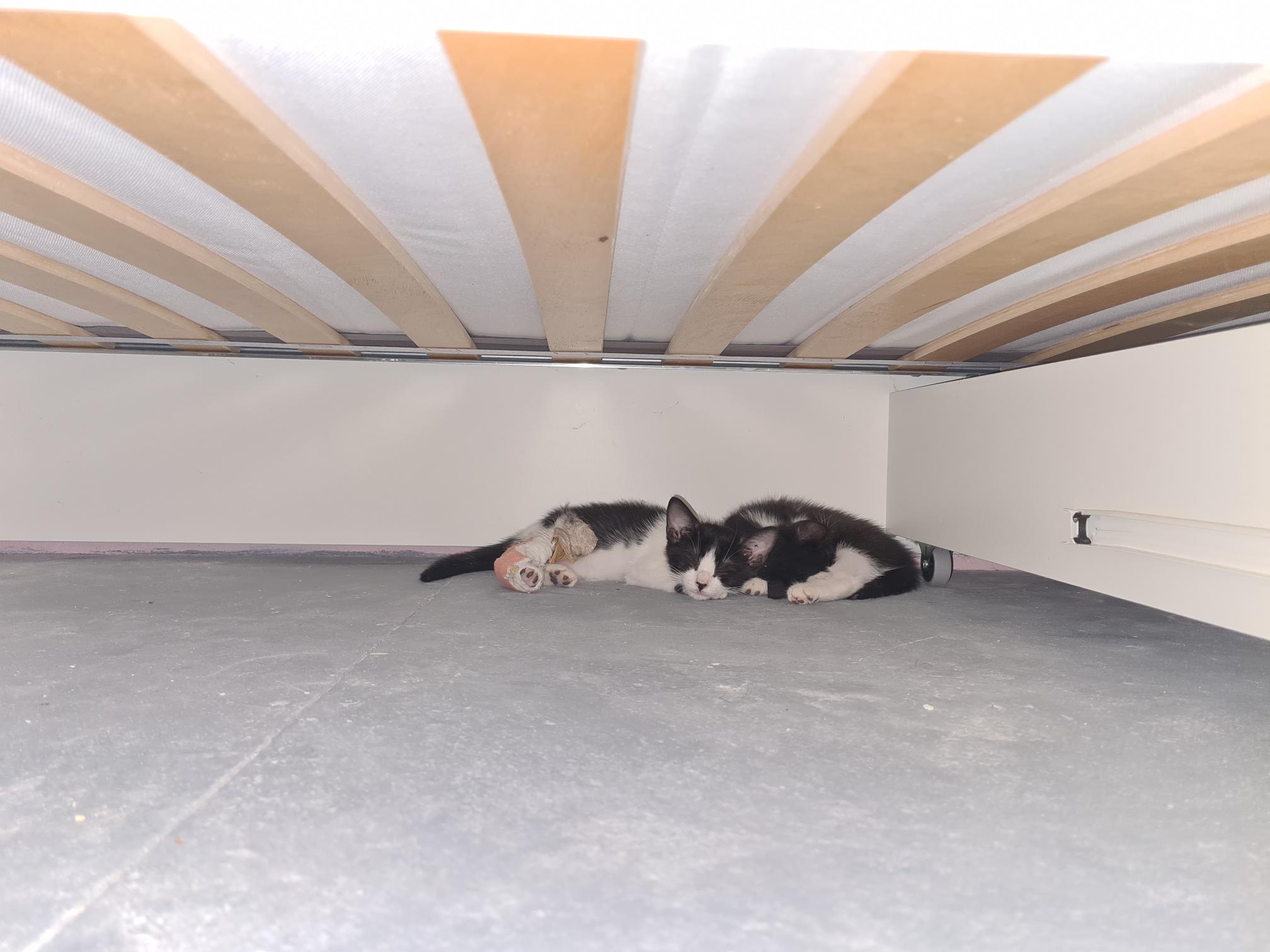 Hiding Kittens