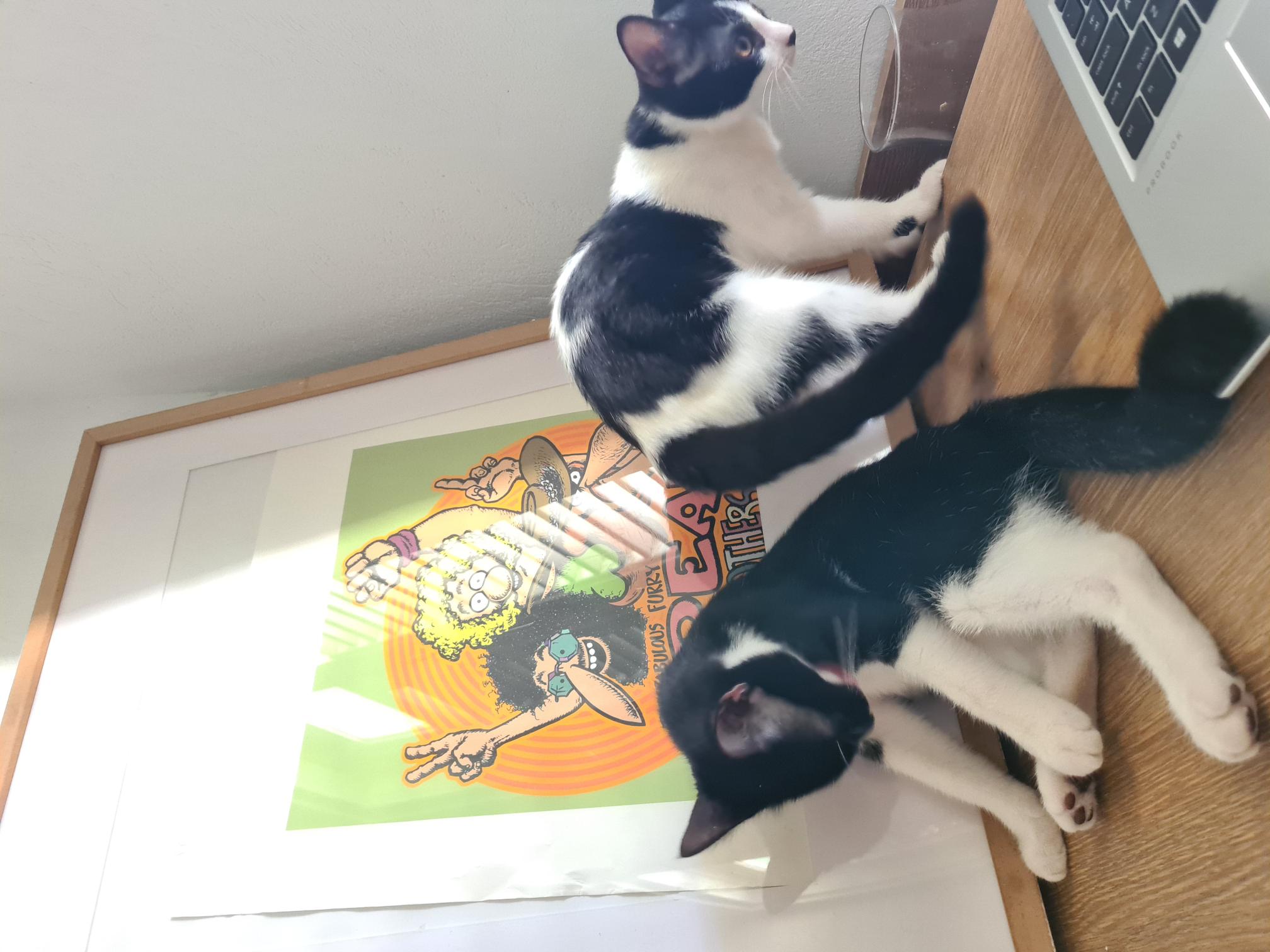 Cat Work